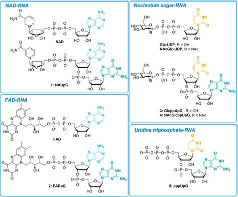 Frontiers Preparation Of RNAs With Non Canonical 5 Ends Using Novel