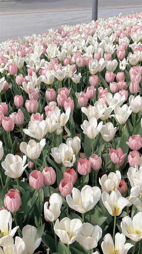 Pin By Zmn On Tulip Tulips Flower Aesthetic Pretty Flowers