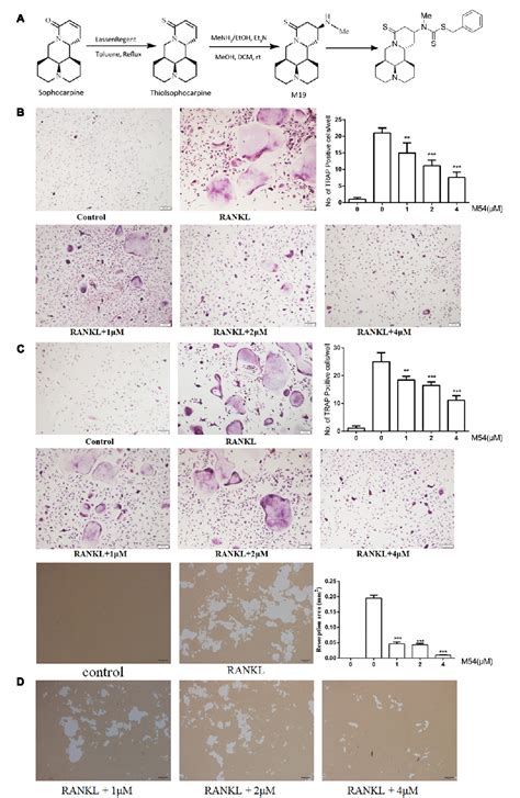 Figure 1 From A Matrine Derivative M54 Suppresses Osteoclastogenesis