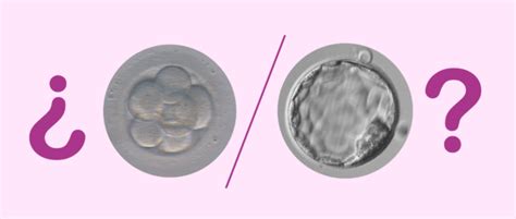 Transferencia De Embriones En D A O En Estadio De Blastocisto