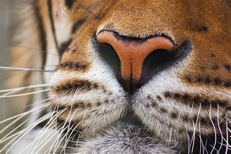 A tiger's nose by Kiara-Vestigium on DeviantArt