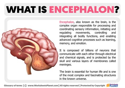 What Is The Encephalon Definition Of Encephalon