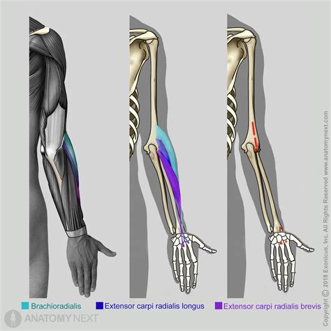 Brachioradialis Muscle Origin And Insertion