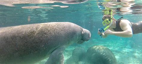 Manatee Tours | Homosassa Springs Marina