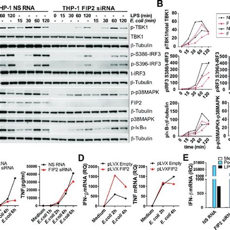 Fip2 Controls E Coli Induced Ifn β Mrna Induction And Secretion A