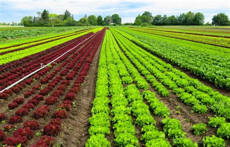 Fotos Gratis Paisaje Planta Campo Granja Flor Comida Ensalada