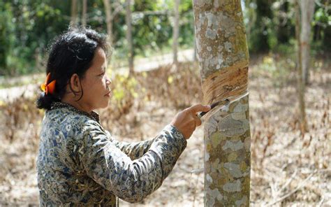 Harga Karet Di Riau Pekan Ini Capai Rp12 490 Per Kg