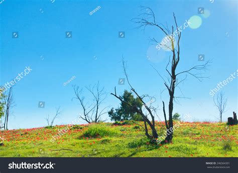 Naked Tree Field Wild Red Anemone Stock Photo Shutterstock