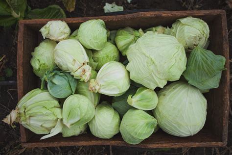 7 Ways To Store & Preserve Cabbage For 6+ Months