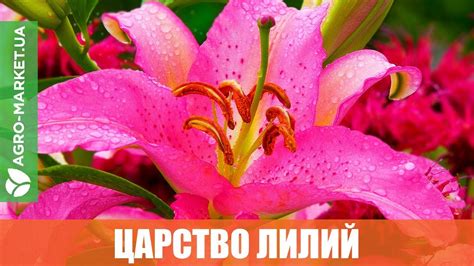 ЛІЛІЇ: купити цибулини лілії поштою - ціна в Києві, Одесі та Україні в ...