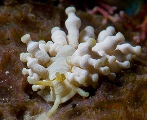 Phestilla Minor Another Astonishing Nudibranch Sea Slug Sea