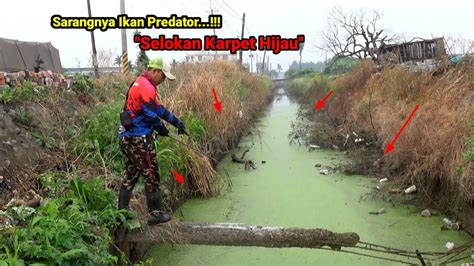 Rejeki Nomplok Nemu Sarang Ikan Gabus Di Selokan Pinggir Jalan Umpan