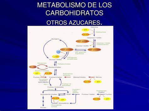 Ppt Metabolismo De Los Carbohidratos Ruta De Las Pentosas Fosfato