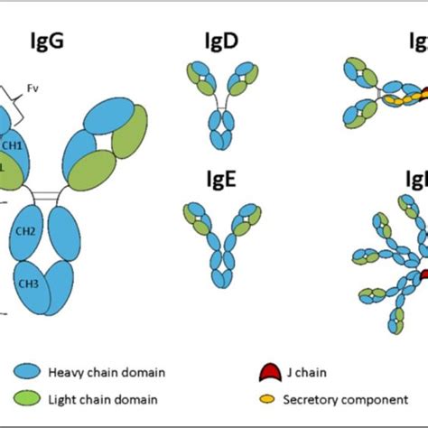 Schematic Representation Of The Five Immunoglobulin Classes Or Isotypes Download Scientific