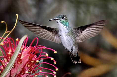 Beija Flor De Banda Branca Fauna News