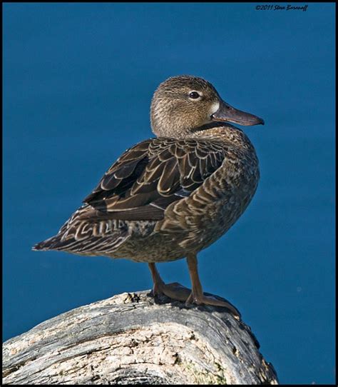 Recent Images 2011/_1SB7503 blue-winged teal hen