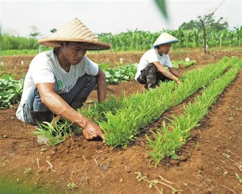 Pertanian Organik Hasilkan Produk Bahan Pangan Sehat Trubus