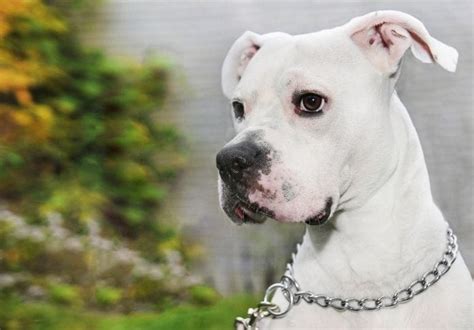 150+ White Pitbull Names: The Best Names for Your White Pitbull