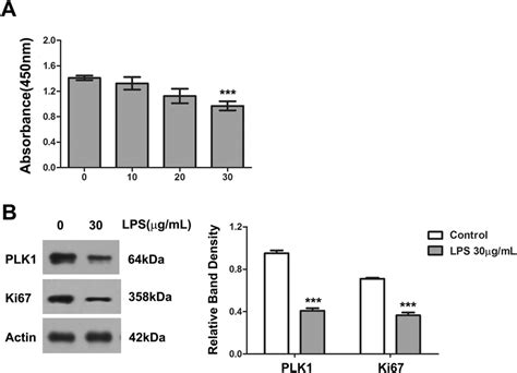 Lps Suppresses Proliferation In Ht Cells A The Cell Proliferative