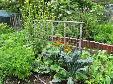 Un Potager Sans Entretien Quelles Plantes Astuces De Culture