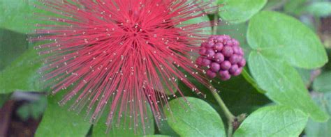 Native Plants for Central Florida Wetlands: A Guide for Gardeners