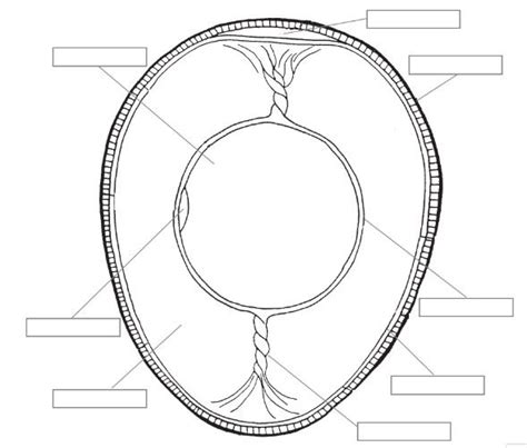 Egg Parts Diagram | Quizlet