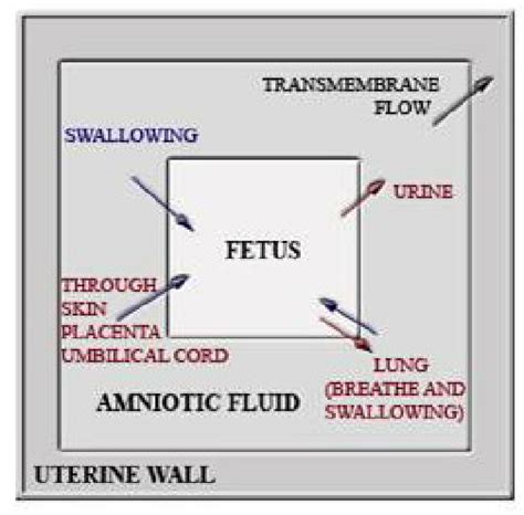 Amniotic Fluid Origin And Composition During The First Weeks Of