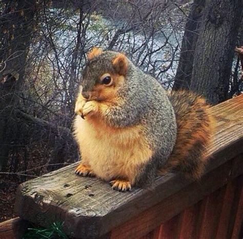 Fat Squirrels That Totally Overate This Winter