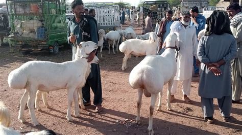 Best Dumba Collection For Qurbani Eid 2023 Dumba Mandi Gali Jageer