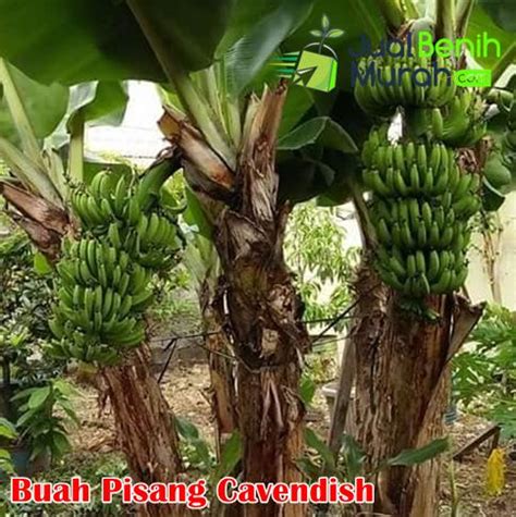 Gambar Pisang Cavendish – bonus