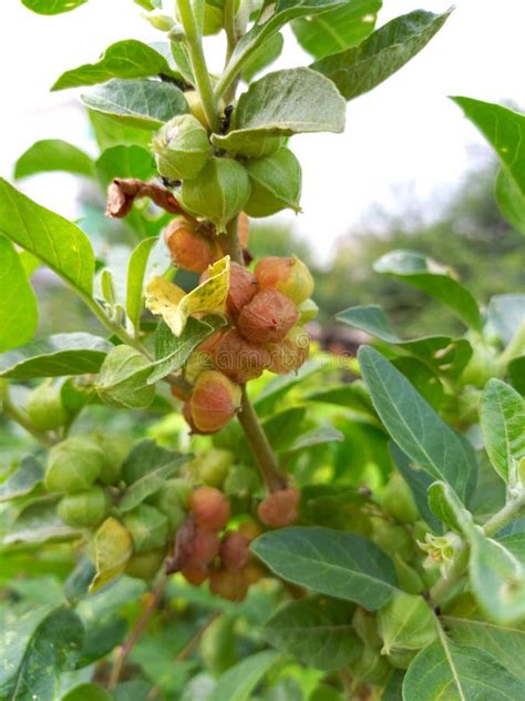 Ashwagandha plant, stock image. Image of leafs, herbs - 235603503