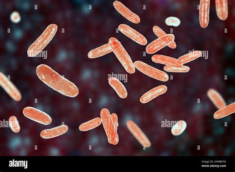 citrobacter freundii  tsa plate