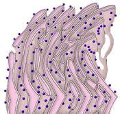 Retículo endoplasmático rugoso - Qué es, definición y concepto