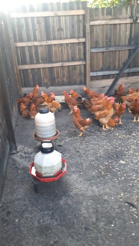 Backyard Chickens Biosecurity Uf Ifas Extension Polk County