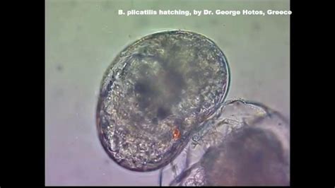 Rotifers Brachionus Plicatilis Hatching Dr G Hotos Lab Greece Youtube