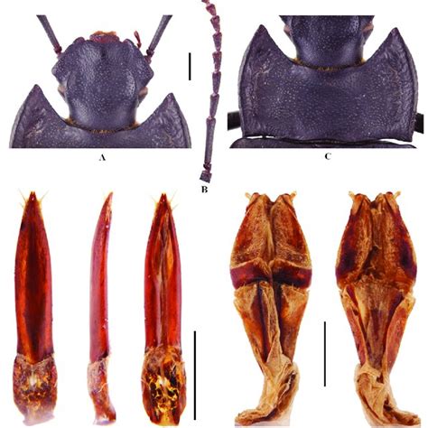 Characters Of Solskyia Infossata Sp Nov A F Male A Head B Antenna C Download Scientific