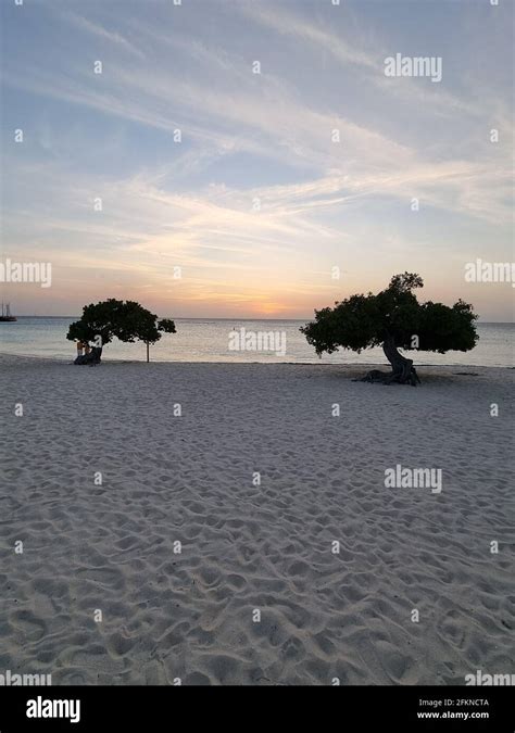 Sunset At Eagle Beach Aruba Divi Dive Trees On The Shoreline Of Eagle