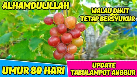 Update Tabulampot Anggur Hsp Alhamdulillah Pangkas Anggur Berbuah