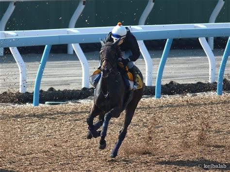 ホウオウイクセル Ho O Ixelles 競走馬データベース 競馬ラボ