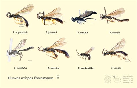 Las Ocho Especies De Avispas Forrestopius Descubiertas