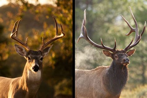 Deer Vs Elk Comparison Difference Between Elk Other Deer Species