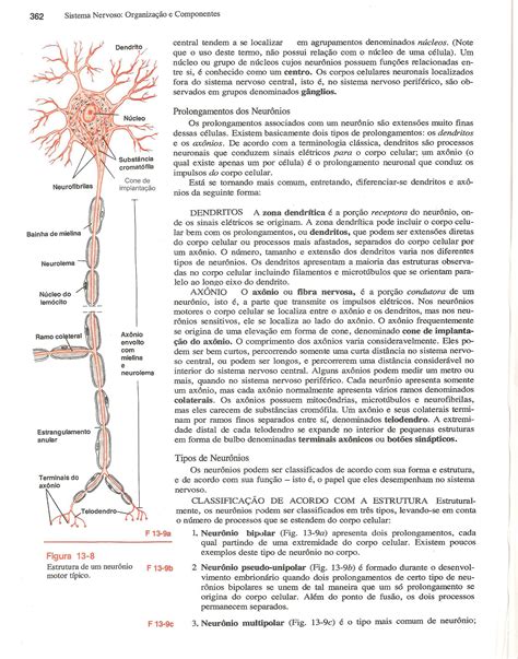 Sistema Nervoso Anatomia Humana I