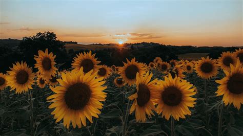 Download Wallpaper 1920x1080 Sunflowers Flowers Yellow Field Sunset