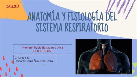 Anatom A Y Fisiolog A Del Sistema Respiratorio A Ru Udocz