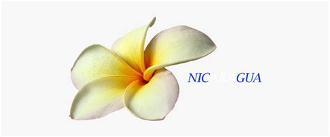 Flower Flor De Nicaragua Sacuanjoche, HD Png Download , Transparent Png ...