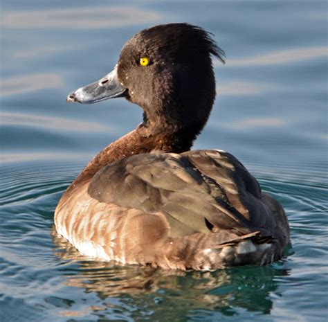 Tufted Duck Female Project Noah