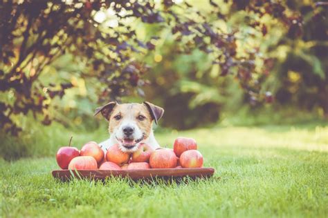 ¿los Perros Pueden Comer Manzana Mis Animales