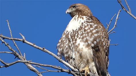 Red Tailed Hawk In Southern California Youtube