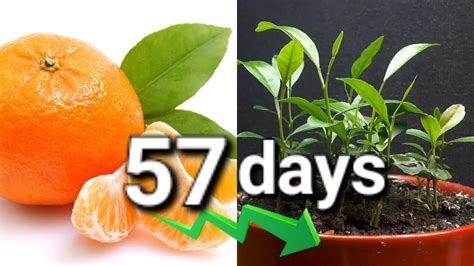 How To Grow A Citrus Mandarin Tree From A Seed 57 Days Time Lapse