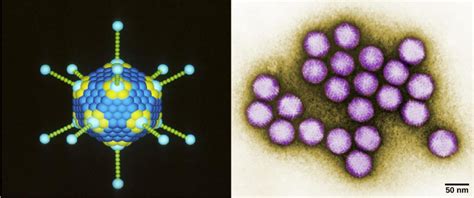 Viral Evolution Morphology And Classification Biology For Majors II